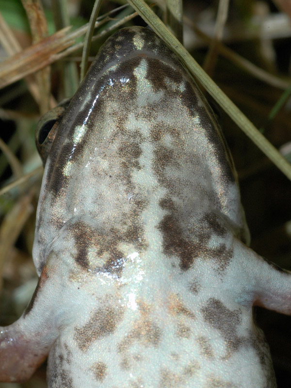 Rana di Lataste